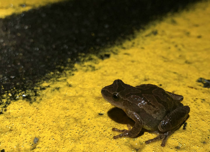 Spring Peeper